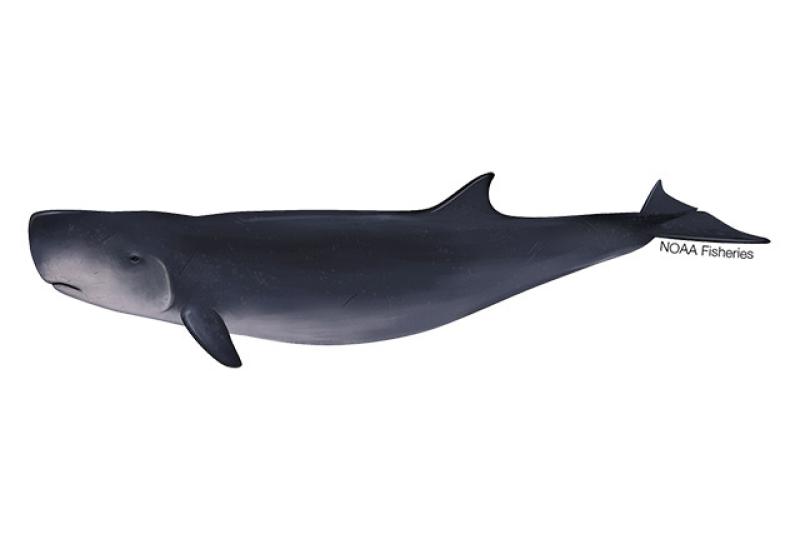 What Odontocete family contains the dwarf sperm whale?
