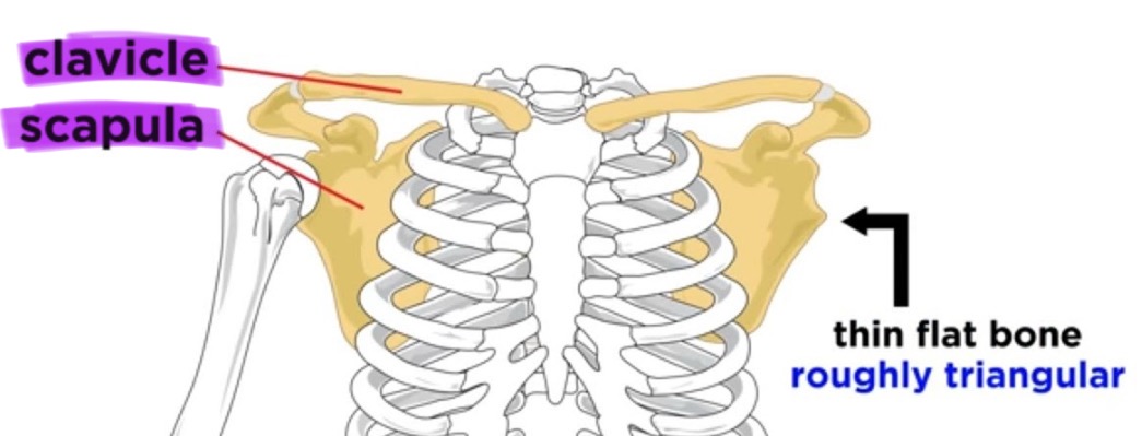 <p>pectoral girdle</p>