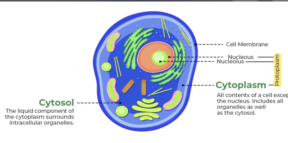 <p>Dissolved material, have concentration gradients in this area </p>