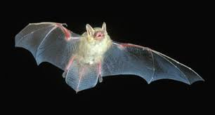 <p>Mammalia, Chiroptera, Vespertilionidae</p><p></p>