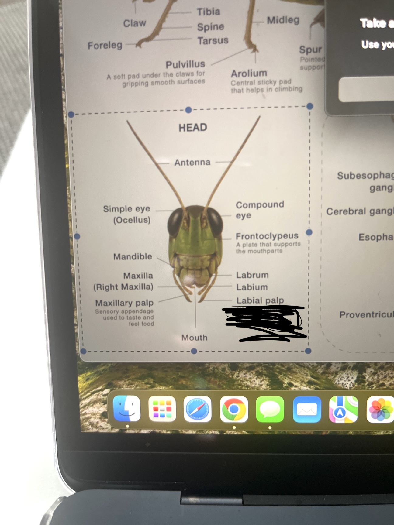 <p>Labial palps function</p>