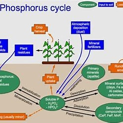 <ol><li><p>Weathering </p></li><li><p>Absorption by plants</p></li><li><p>Animals eat plants and absorb the phosphorus</p></li><li><p>Decomposition releases phosphorus back into the soil </p></li></ol><p></p>