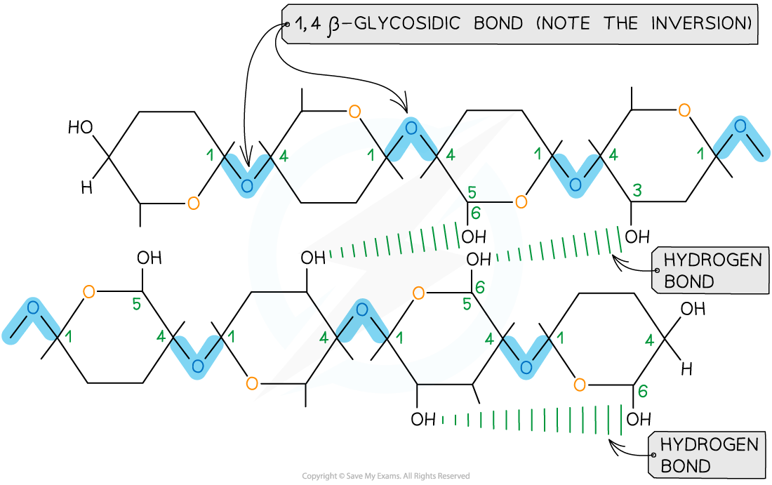 <ul><li><p>Long, straight, unbranched chains of beta-glucose</p></li><li><p>Singular straight chains of cellulose are bonded together by 1-4 glycosidic bonds</p></li><li><p>When beta-glucose bonds, they invert</p></li><li><p>Multiples straight chains of cellulose are bonded together by weak hydrogen bonds</p></li></ul><p></p>