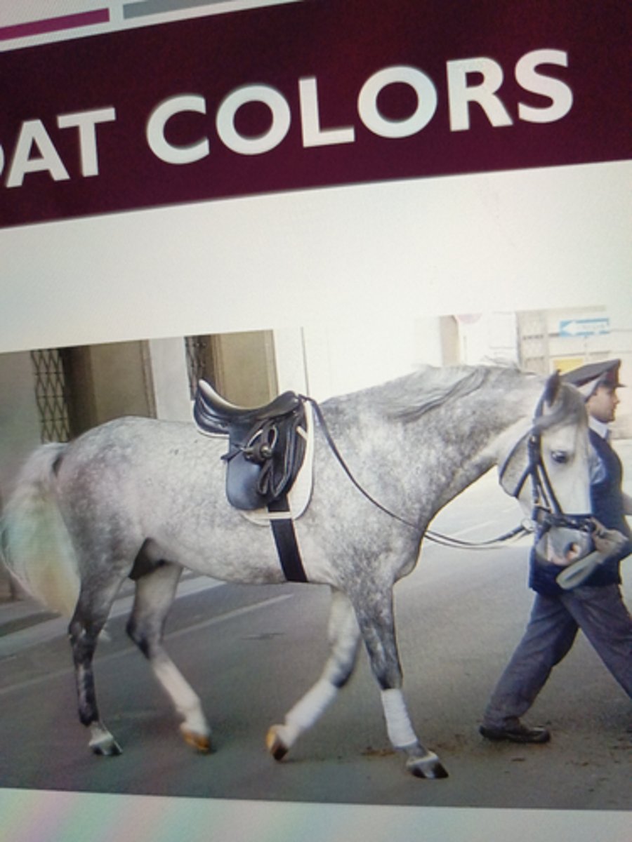 <p>progressive</p><p>depigmentation of the colored</p><p>hairs of the coat.</p><p>¡ Autosomal dominant gene</p><p>(G) - one copy of gray allele</p><p>= gray horse</p><p>¡ Homozygous gray (GG)</p><p>¡ Heterozygous gray (Gg)</p><p>​</p>