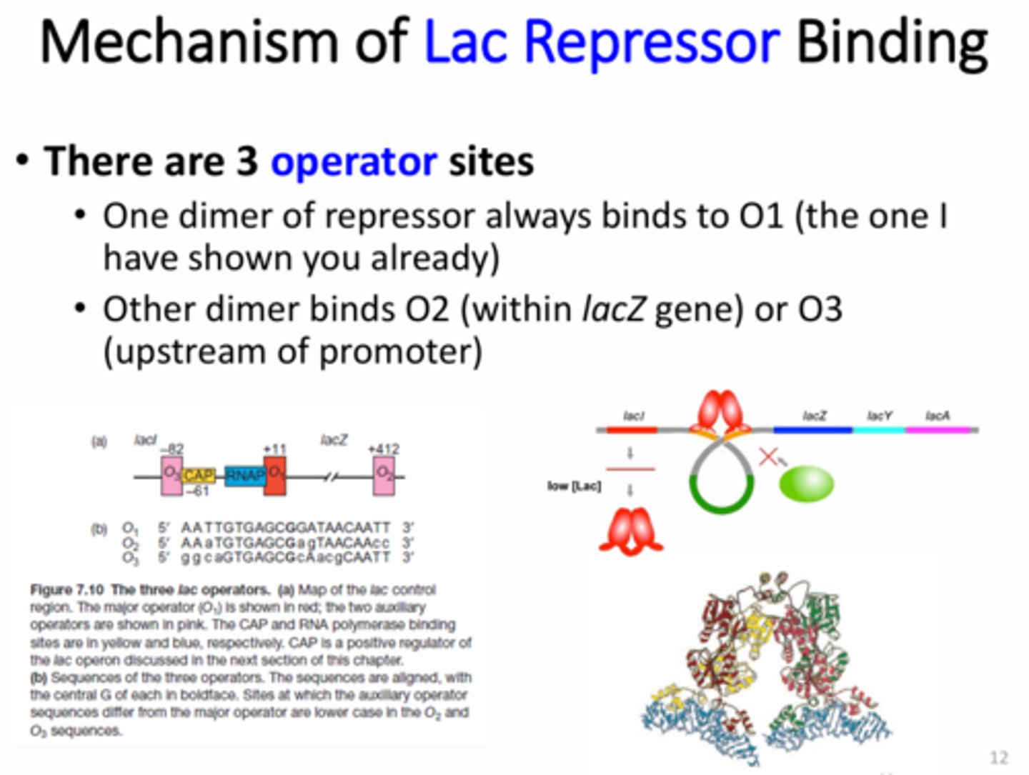 <p>Two dimers (aka tetramer) - one binds to the Operator 1 (O1) site and the other binds to the O2 or O3 site to create a loop that hides RNA pol binding site</p>