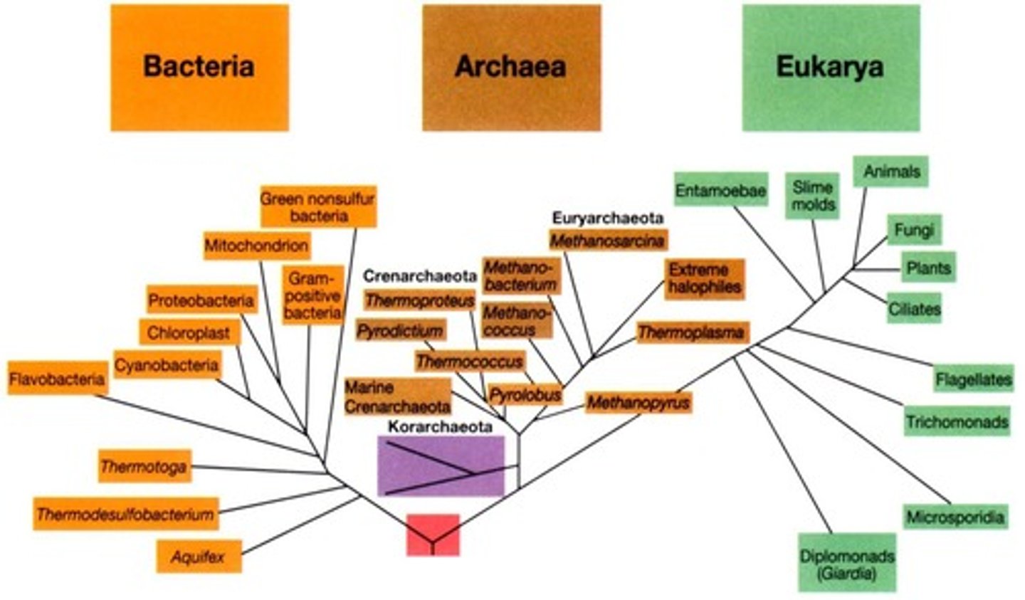 <p>Diagram showing evolutionary relationships among species.</p>