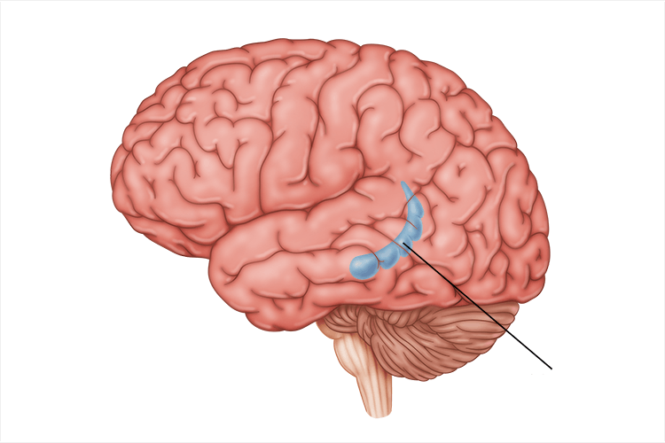 <p>critical role in formation, organization, and storage of new memories (declarative memories)</p>