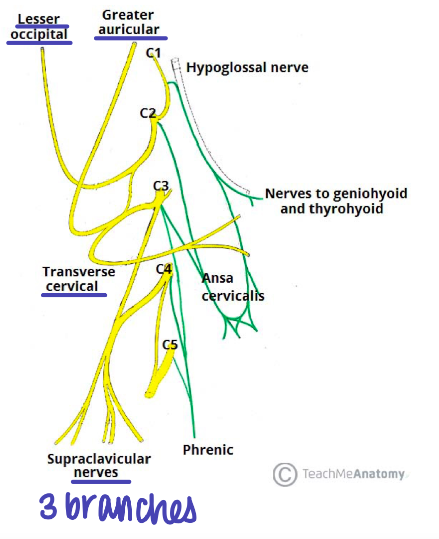 *See Image*