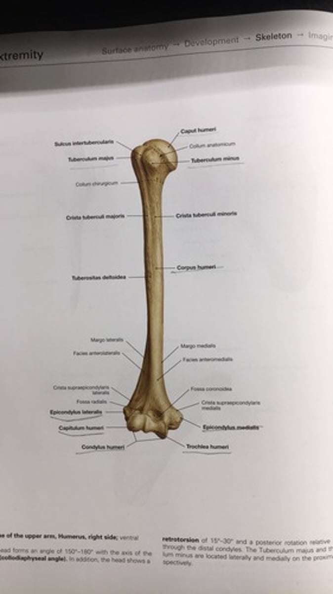 <p>epicondylus lateralis</p>