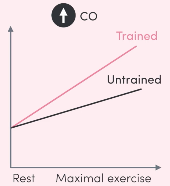 <p>the <strong>volume of blood</strong> ejected from the heart <strong>each minute</strong>.</p><p><mark data-color="green">maximal</mark> </p><ul><li><p>occurs due to ↑ SV</p></li><li><p>↑ the delivery of oxygen &amp; the removal of by-products &amp; allows greater aerobic glycolysis to occur.</p></li></ul>