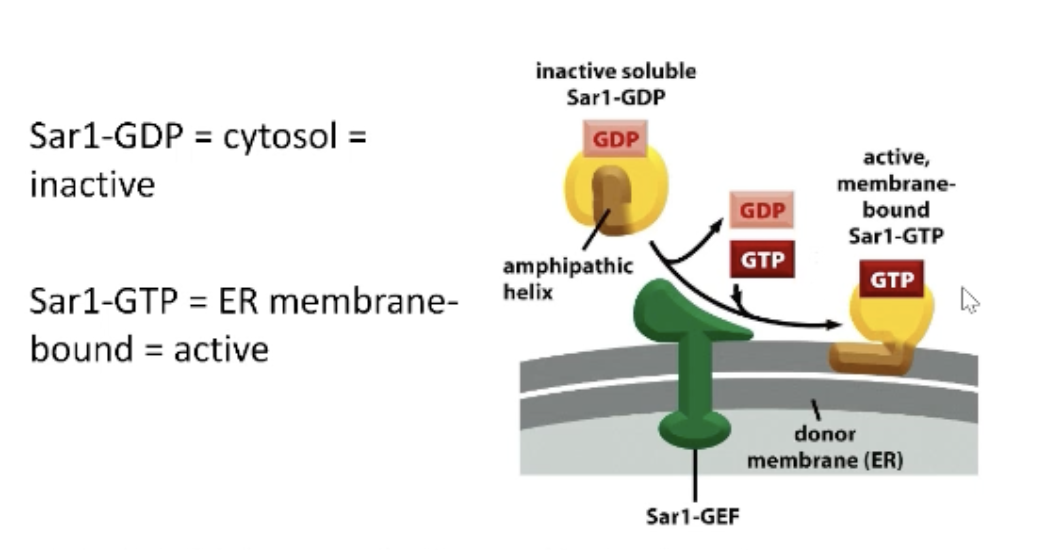<p>It works as a GEF!</p><p>Ampipathic helix is exposed in hydrolysis of GDP to GTP in soluble. </p><p>Hydrophobic face inserts into outer leaflet of organelle/membrane—acts as an on switch to activate coat recruitment. </p>