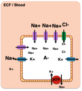 The Na/K pump’s big contribution  \n to the membrane potential  \n is to maintain steady Na and K  \n gradients, which give rise to the  \n membrane potential as Na and K  \n move through leaky channels.
