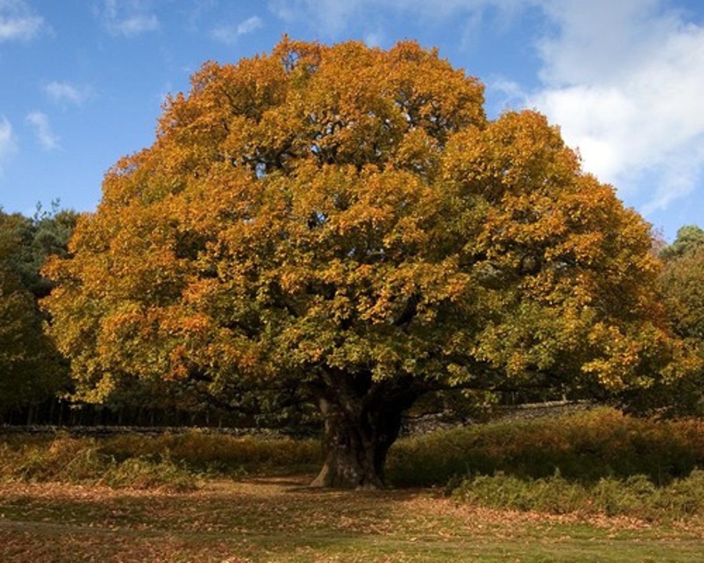 <p>oak trees</p>