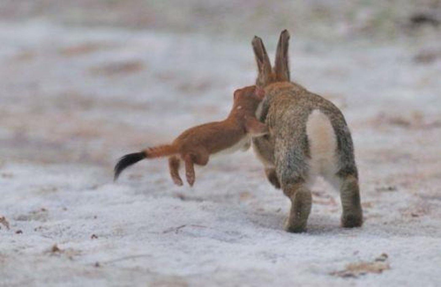 <p>One species kills and consumes another.</p>