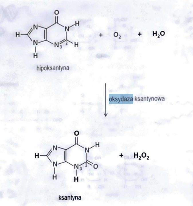 <p>(Oksydoreduktazy)</p><p>Przenosi elektrony na tlen cząsteczkowy, często prowadząc do powstania H₂O lub H₂O₂ (np. oksydaza ksantynowa).</p>