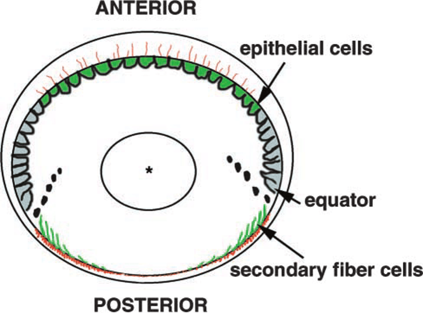<p>Anterior epithelium</p>