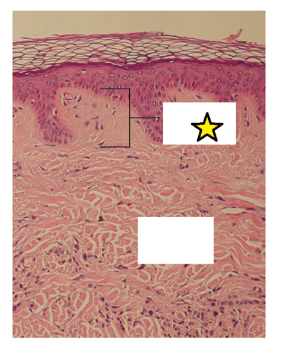 <p>Named for dermal papillae in this region; Composed of areolar tissue; Contains capillaries, lymphatic vessels, and sensory neurons</p>