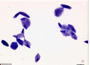 <p>chronic diarrhea sometimes intermittent for years; mucoid, bloody, frequent urinating in small amounts, licking genital area&nbsp;</p>