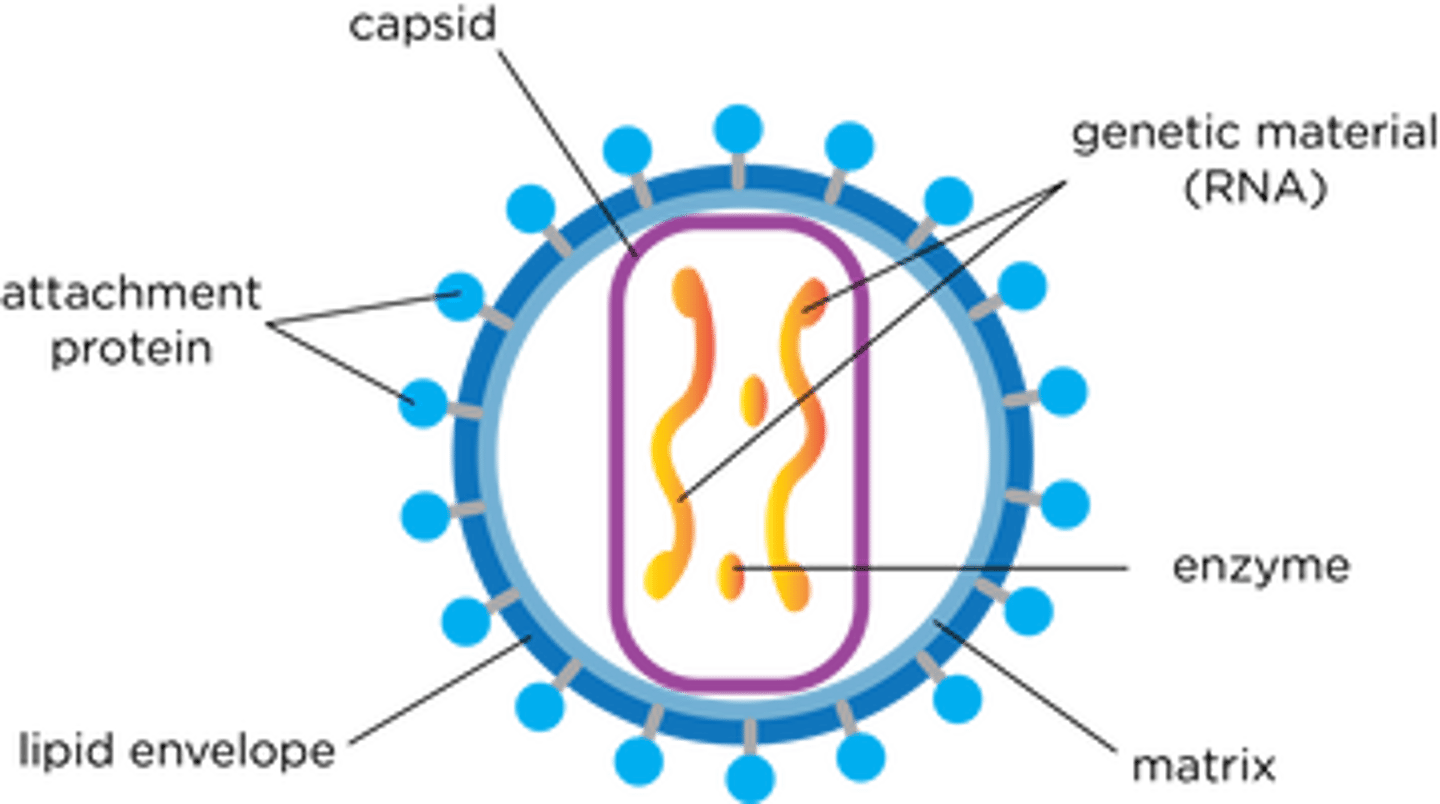 <p>- Genetic material (DNA / RNA)</p><p>- Capsid (protein coat)</p><p>- Attachment proteins</p>