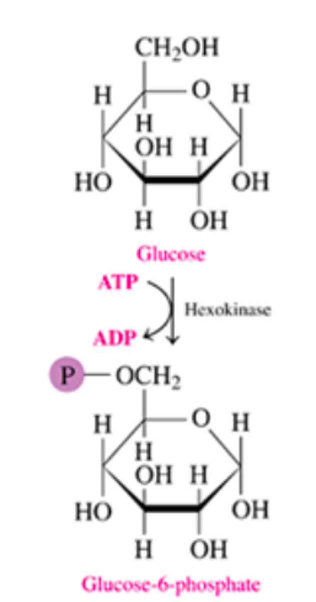 <p>- Glucose is phosphorylated at the C-6 hydroxyl group by hexokinase</p><p>- ATP is the phosphate donor</p>