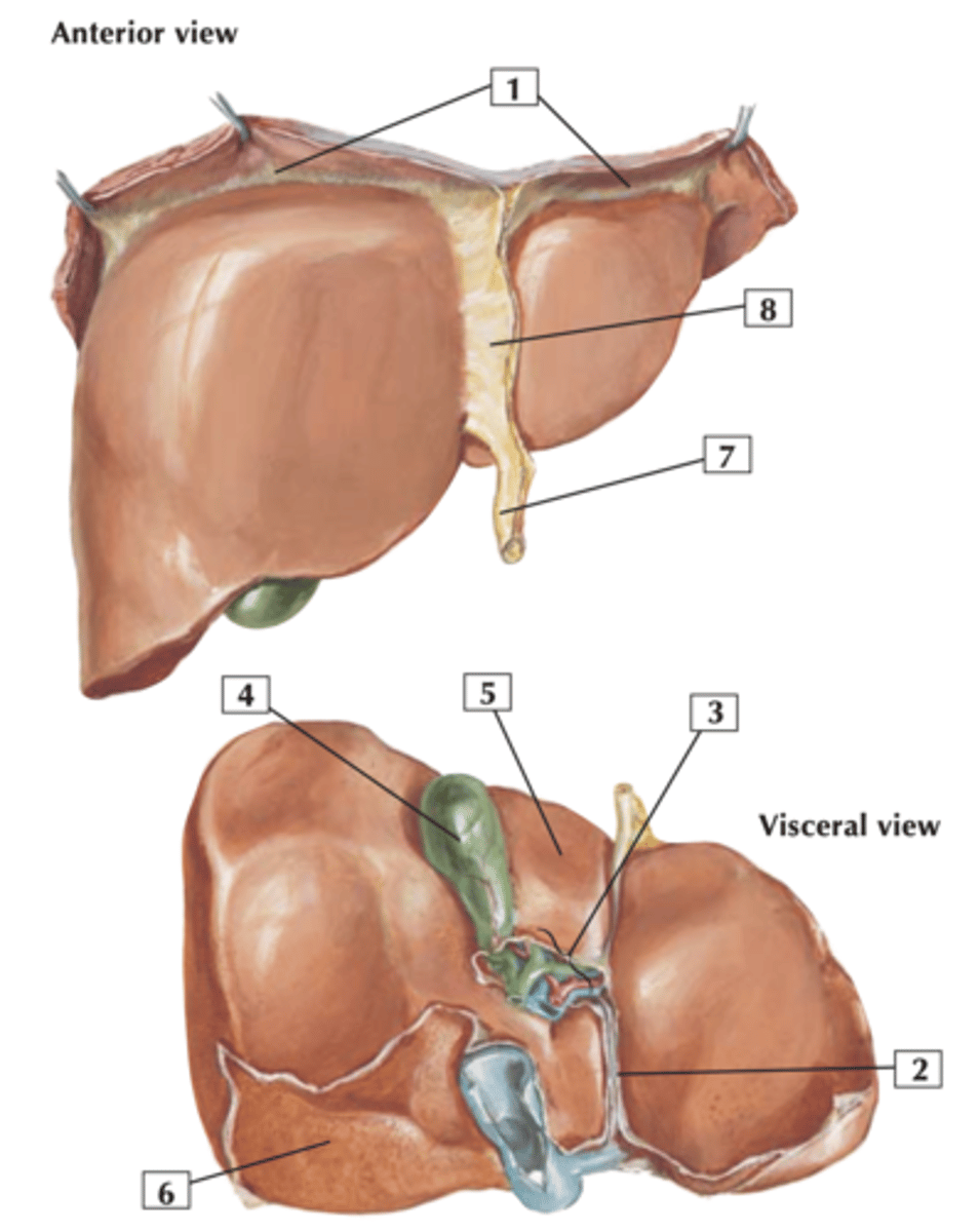 <p>separates caudate lobe from lateral segment of left lobe, contain only ligamentum venosum</p>