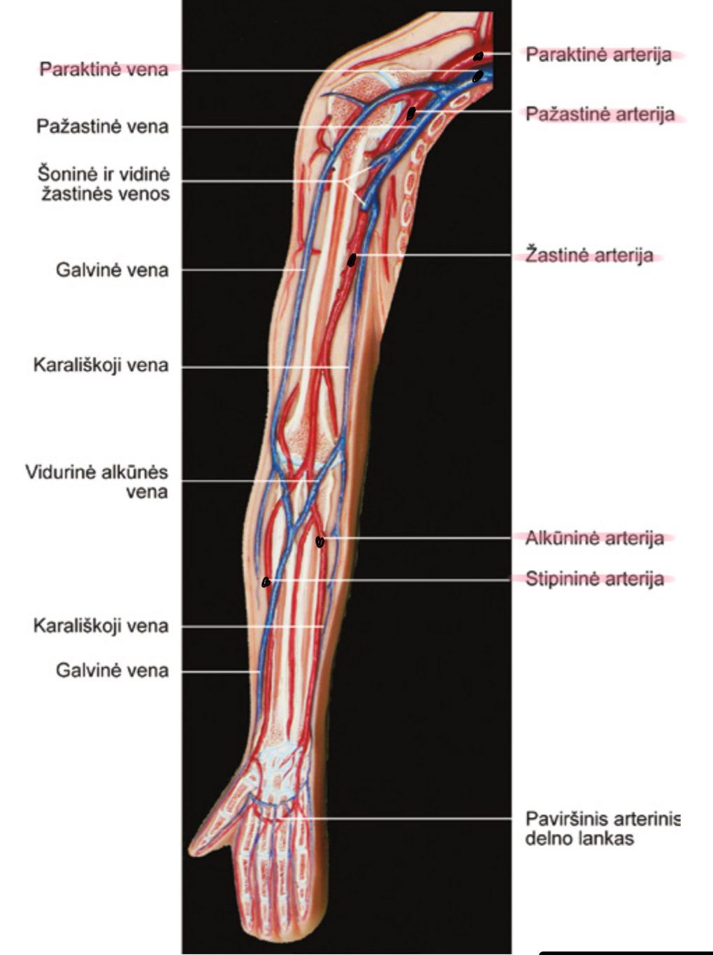 knowt flashcard image