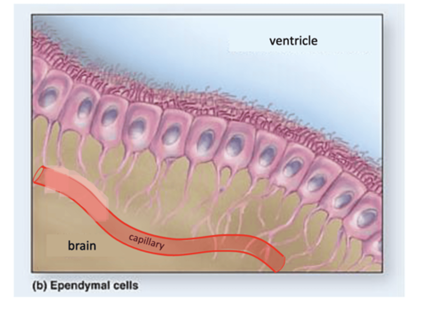 <p>what is the function of the ependymal cells?</p>