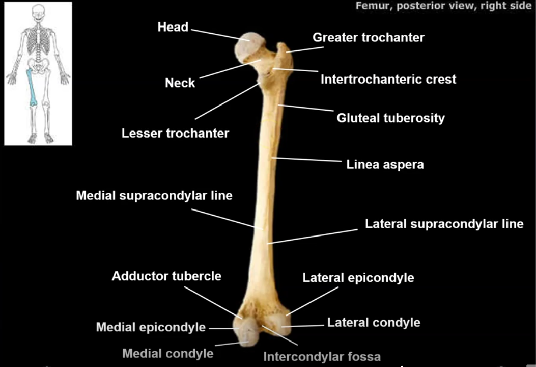 <p>How many landmarks are there of the <strong>Femur?</strong> List them?</p>