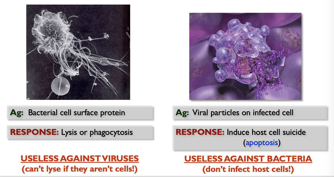 <ul><li><p>Antigens are unique to a given pathogen; this is critical so ach pathogen can be identified specifically and so the <strong>effector response</strong> that follows can be tailored to best eliminate said pathogen</p></li><li><p>the adaptive immune system must also ignore <strong>normal flora</strong></p></li></ul><p></p>
