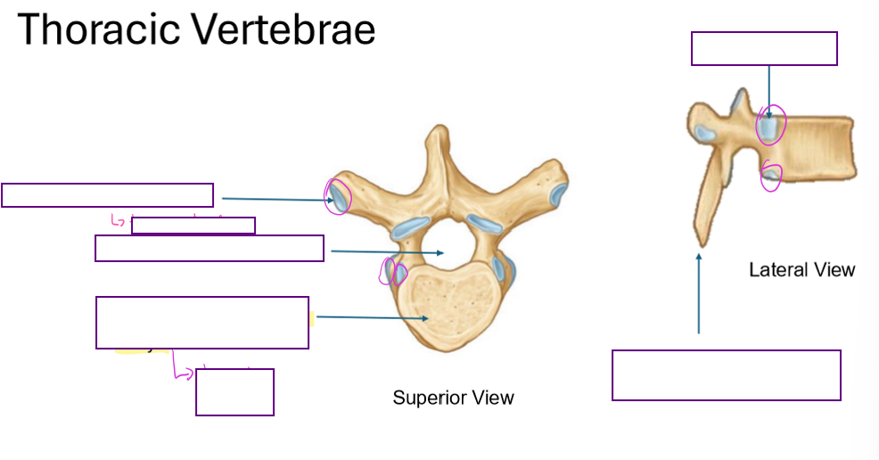 <p>Describe the Thoracic Vertebrae</p>