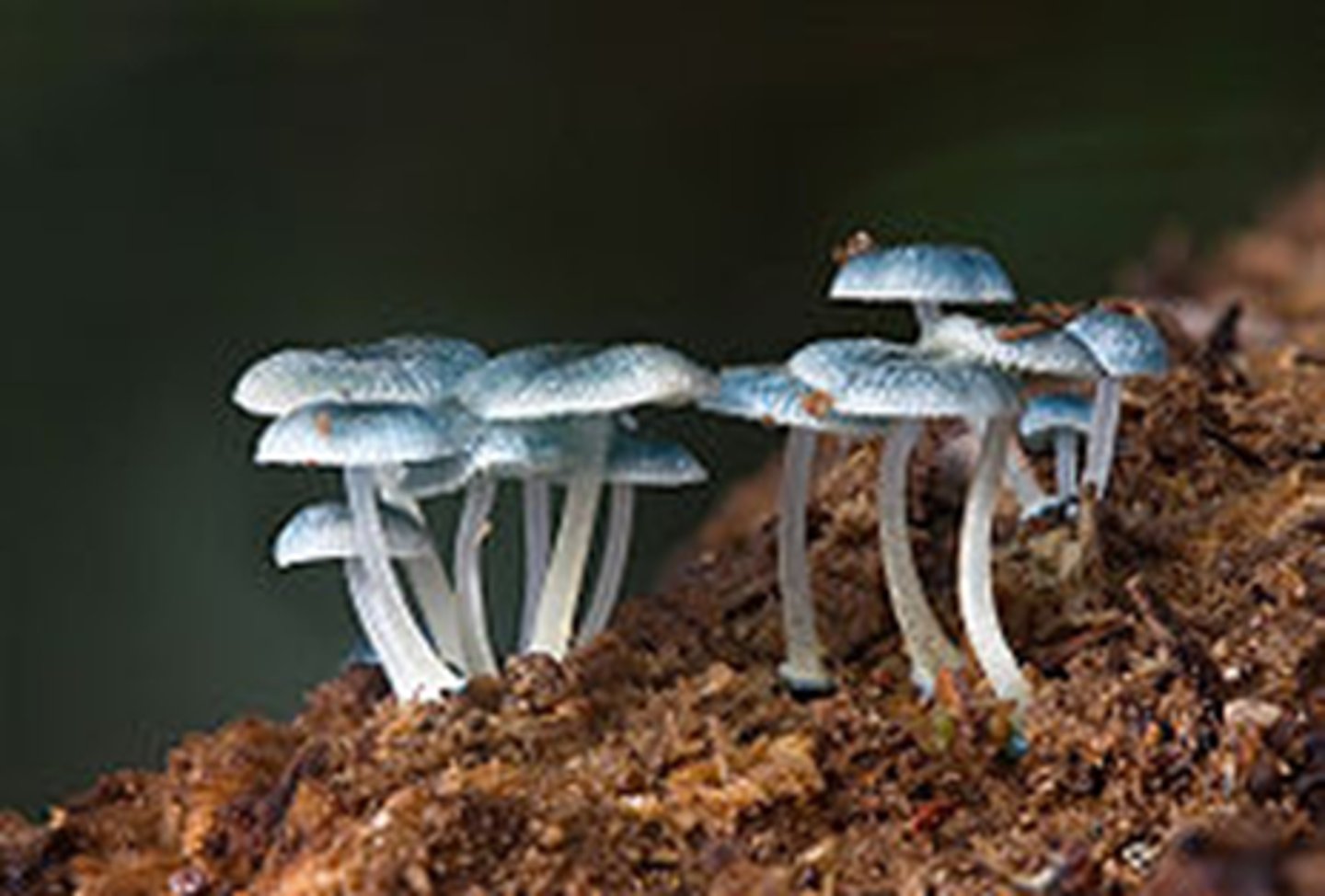 <p>An organism that feeds on plant and animal remains and other dead matter.</p>