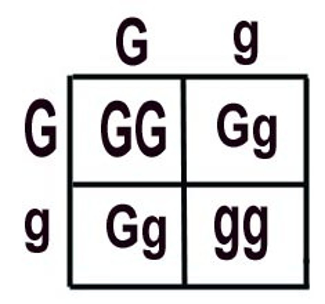 <p>A chart that shows all the possible combinations of alleles that can result from a genetic cross</p>