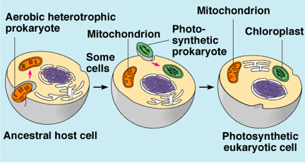 Chloroplasts and Mitochondria:
-have their own DNA 
-Are like bacteria: Have own ribosomes, divide similarly, about same size
-have double membrane