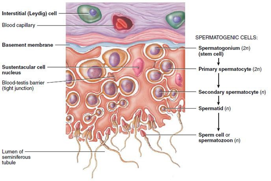 <p>Assurer le développement des spermatozoïdes :</p><ol><li><p><strong>Nourrir :</strong> nutriments</p></li><li><p><strong>transporter : </strong>sécrète un liquide de transport pour les spermatoz. immatures à travers les canaux des testicules jusqu’à l’épididyme</p></li><li><p>Phagocyter <strong>(éliminer) </strong>les déchets générés lors de la spermatogenèse</p></li></ol><p></p>