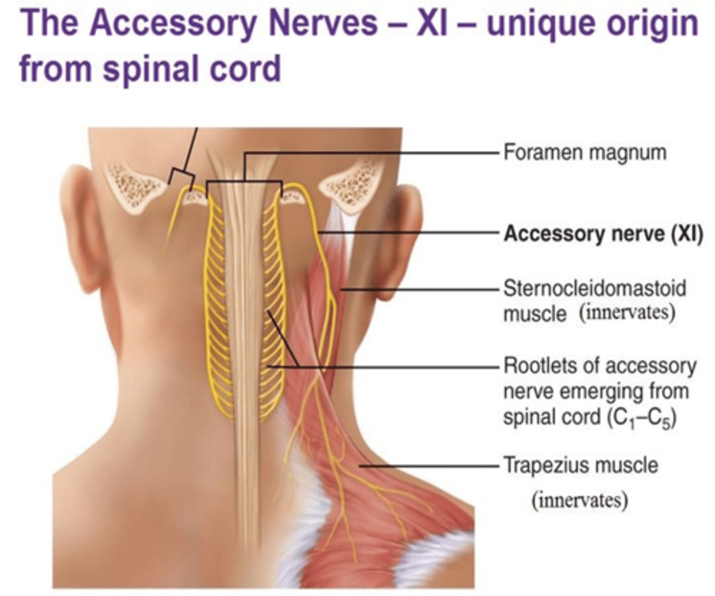 <p>Spinal accessory nerve (CN XI)</p>