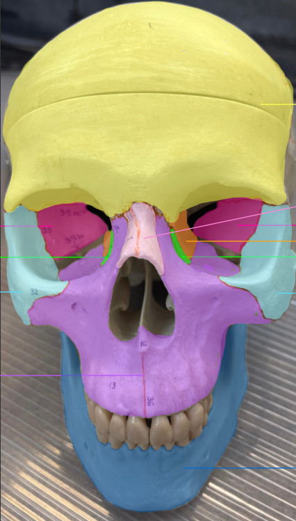 <p>What’s highlighted in purple?</p>