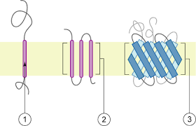 EMBEDDED through the entire thickness of the lipid bilayer membrane.

Integral membrane proteins

More than one membrane spanning domains (non-polar amino acids)

Move lipophobic molecules across cell membrane (selectively permeable) through channels and carriers