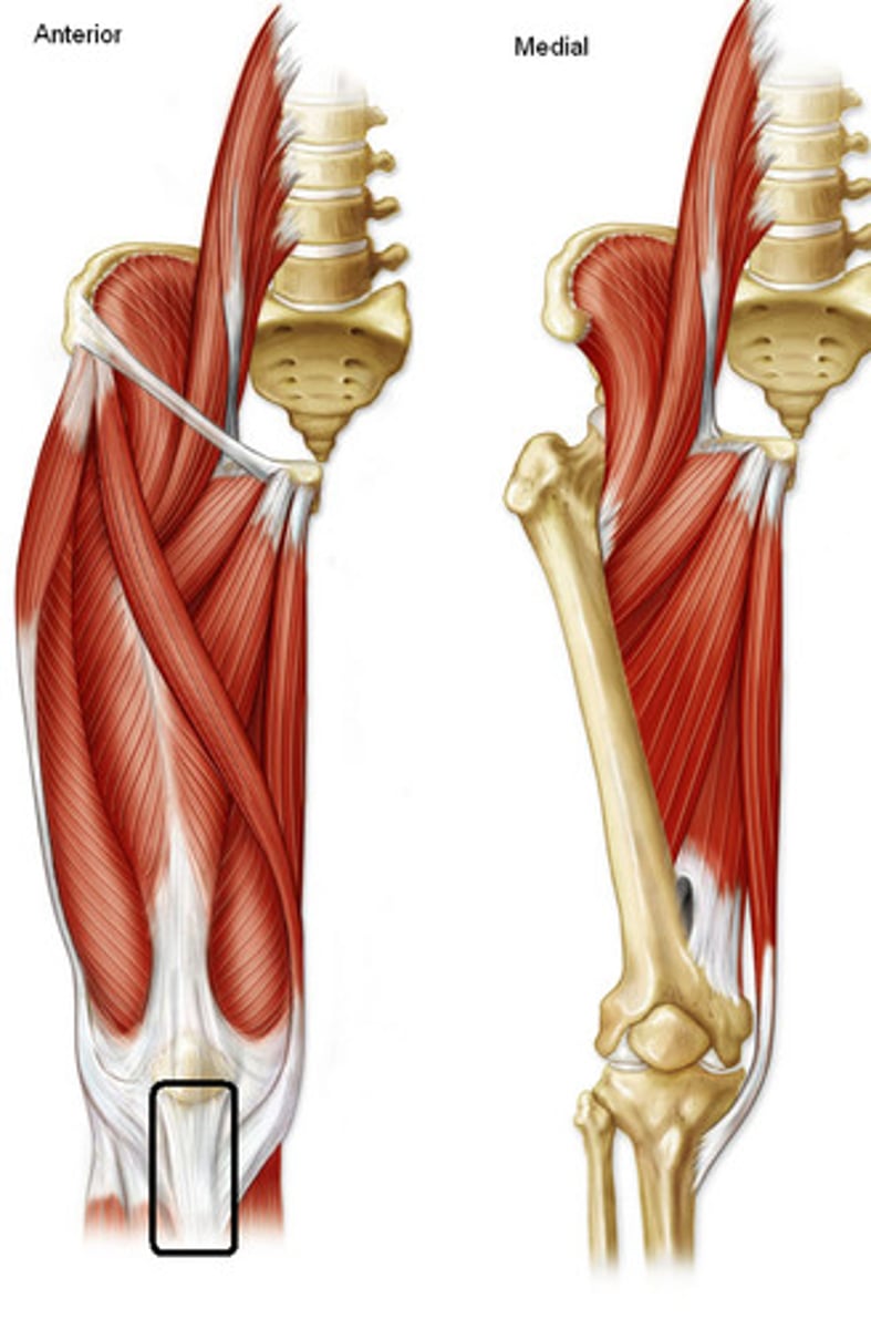 <p>transfers action of quadriceps muscles from patella to tibia</p>