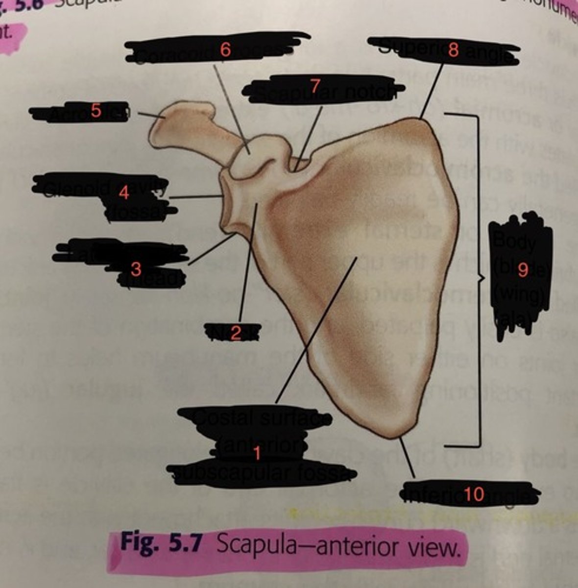 <p>1.</p>