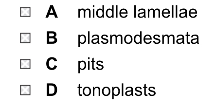 <p>Cytoplasmic connections are between a plant cell and what?</p>