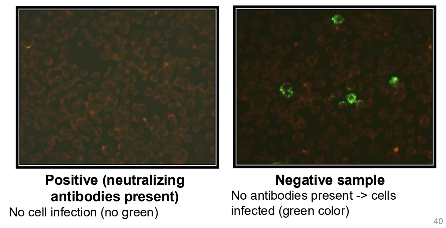 <ul><li><p>detection of <strong>neutralizing antibodies</strong> using live RABV, cell culture, and fluorescent conjugates</p></li><li><p>positive = neutralizing antibodies present; no cell infection</p></li><li><p>negative = no antibodies present; cells infected</p></li></ul><p></p>