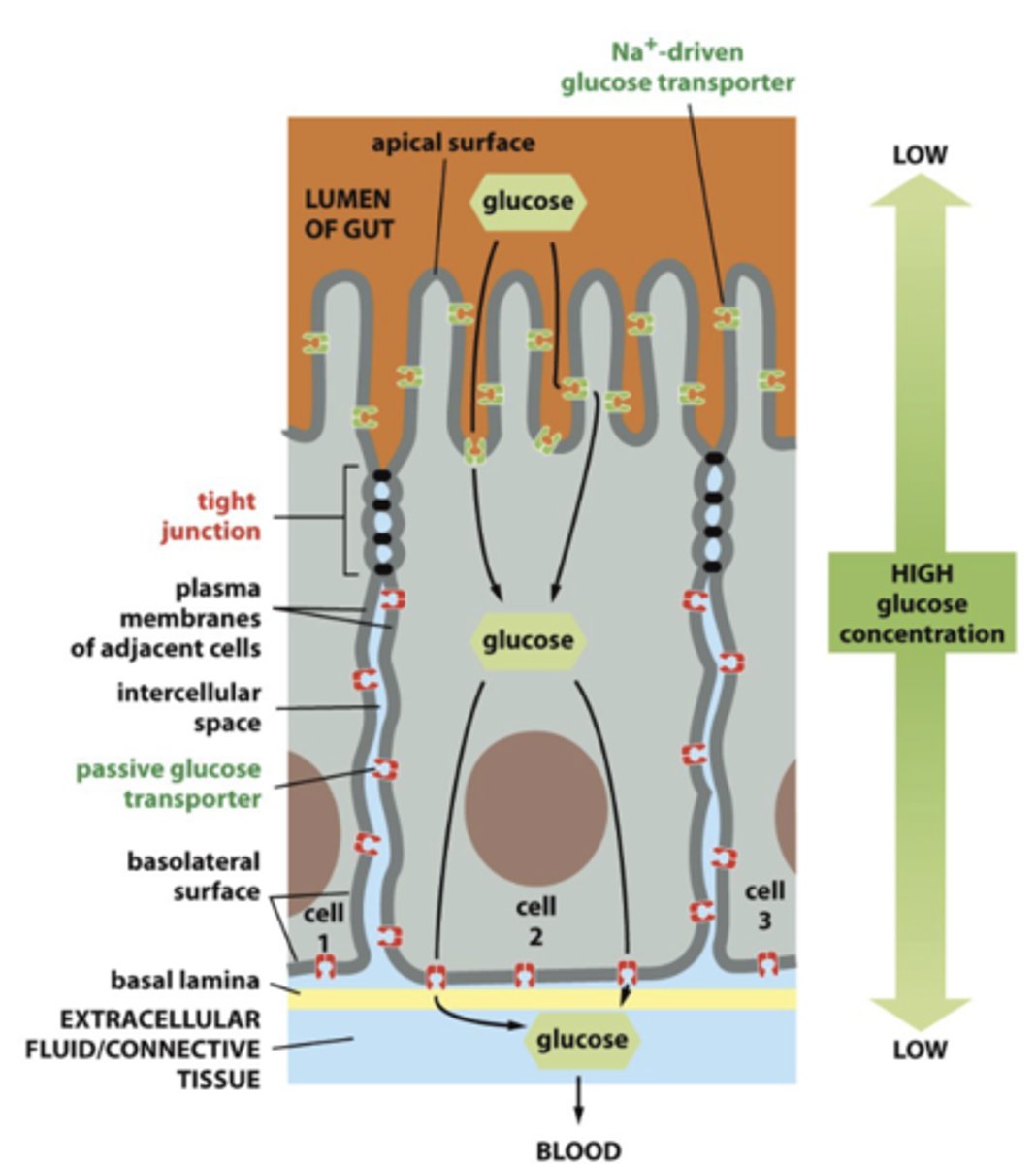 <p>1. transcellular transport, need specific (and different)transporters on apical and basolateral surfaces</p><p>2. paracellular transport - movement of substances between epithelial cells</p>