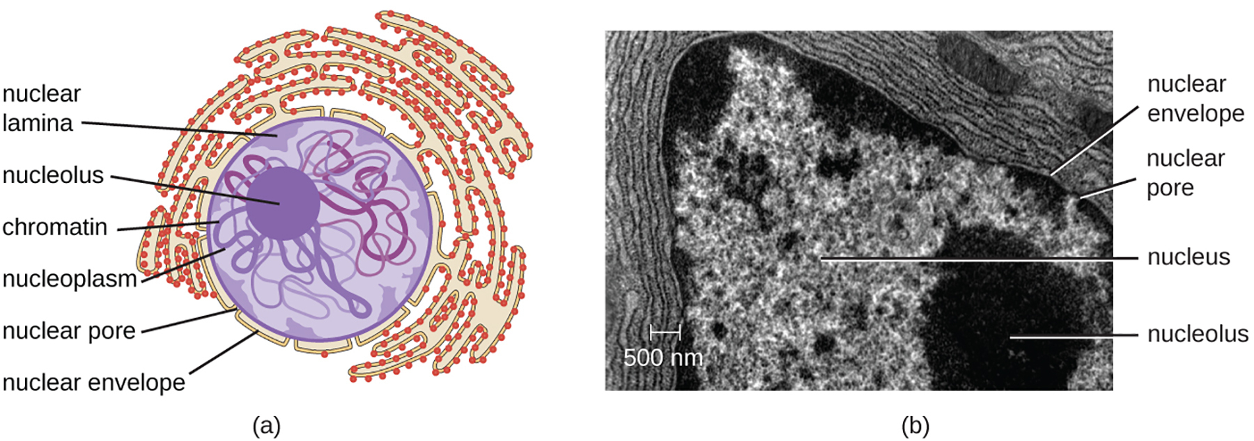 <p>What is the nucleolus</p>