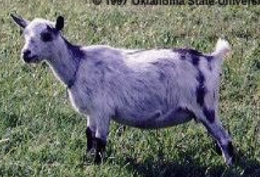 <p>Nigerian Dwarf</p>