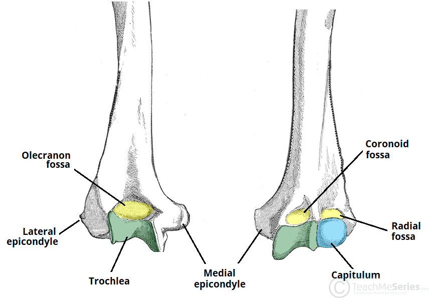 <p>epicondyle of humerus seen anteriorly and posteriorly</p>