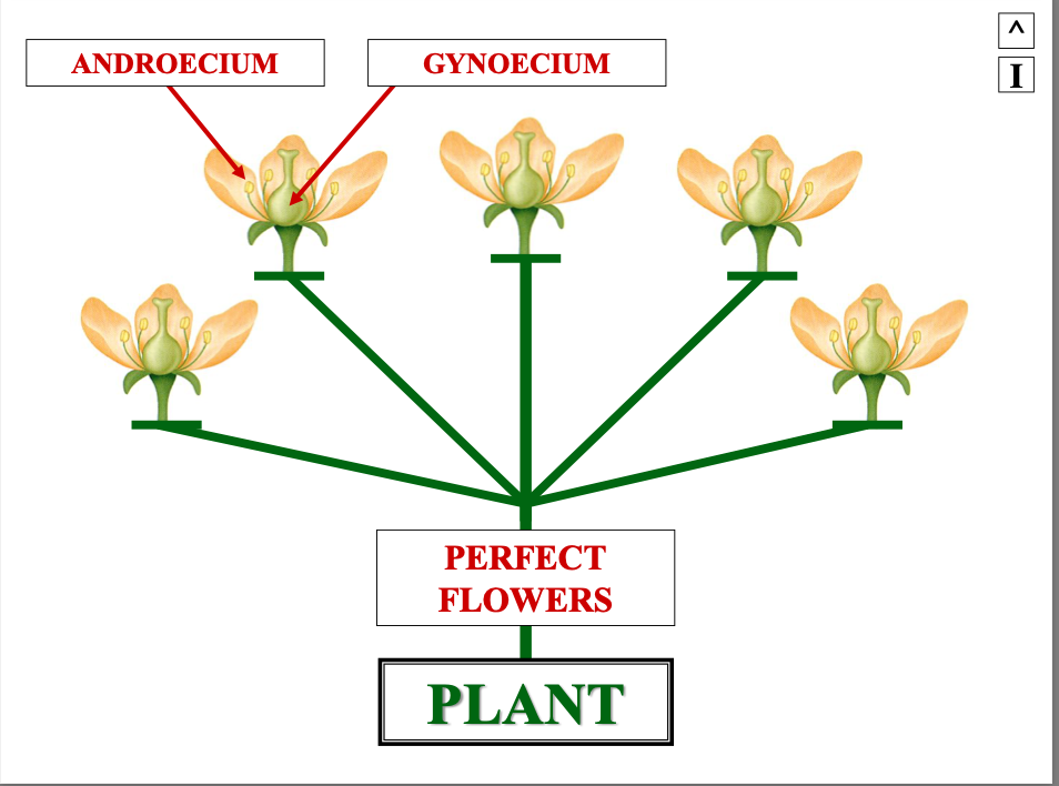 <p>a perfect flower has both androecium and gynoecium …</p>