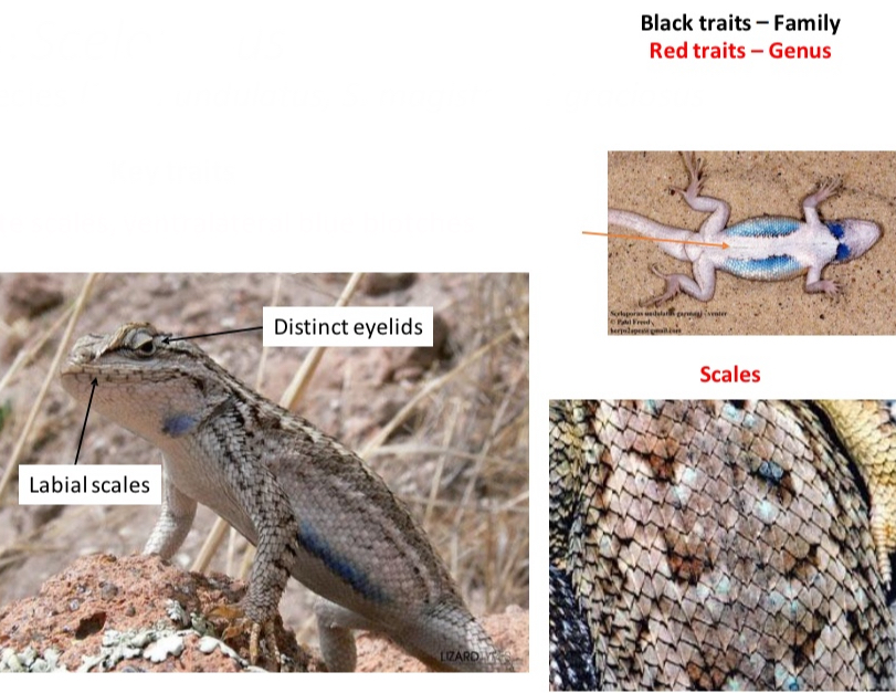 <p>Genus: Sceloporus</p><p>CO species (3): S. undulatus, S. magister, S. graciosus</p>