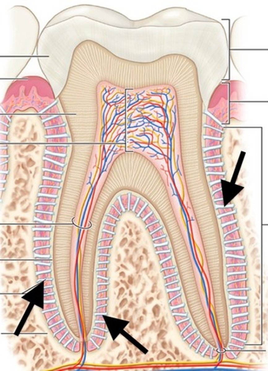 <p>attaches tooth to alveolar bone</p><p>-1-4x thickness of human hair</p>