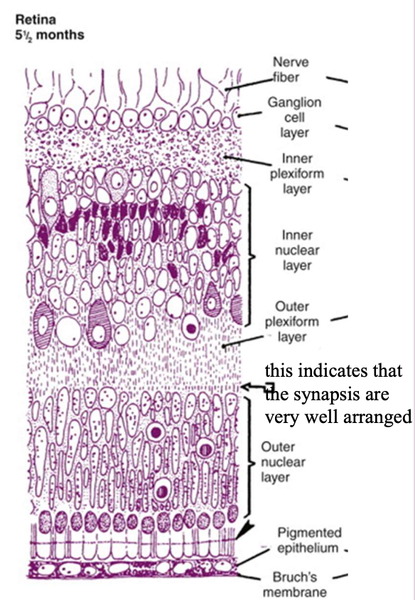Note: Cell death is represented by round, dark-centered symbols