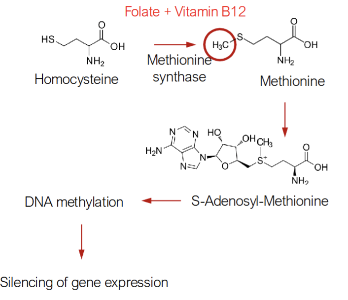 <p>Influence of bioactive components in food on gene expression and phenotype</p><p>Impact gene expression at any point in the process(Transcription, translocation, post translational modification)</p><p>S-Adenosyl-Methionine Deficiency</p><ul><li><p>Folate provides the methyl group that is added onto homocysteine to make methionine &amp; vitamin B12 is the cofactor for the enzyme methionine synthase</p></li><li><p>Methionine is subsequently converted to S-Adenosyl-Methionine(SAM) which is utilized by DNA methyltransferase enzyme to methylate DNA</p><ul><li><p>DNA methylation is an important mechanism of silencing gene expression by shutting down transcription of genes</p></li></ul></li><li><p>Folate Deficiency limits SAM synthesis leading to hypomethylation of DNA which lead to inappropriate expression of gene</p></li></ul><p></p>